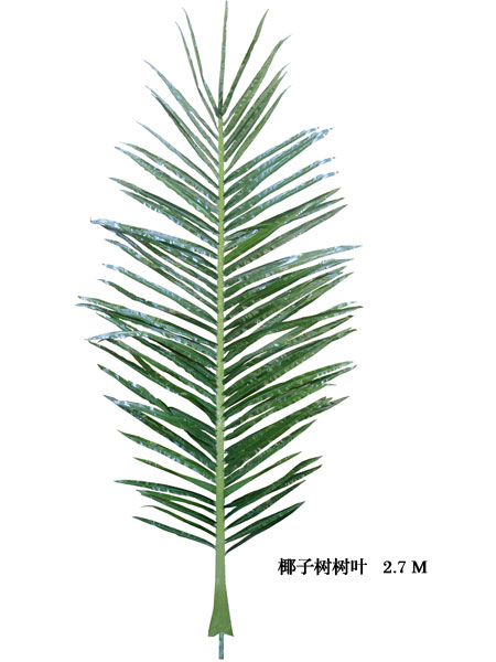 椰子树叶2.7M叶片