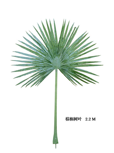 棕榈树叶2.2M叶片