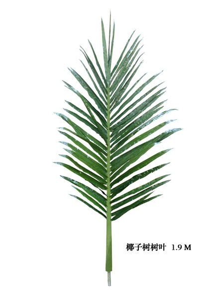 椰子树叶1.9M叶尖