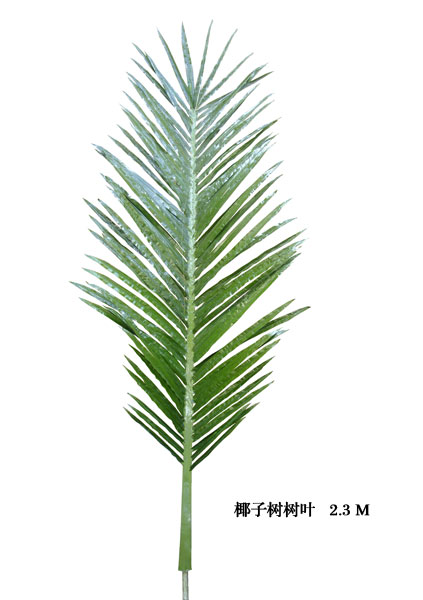 Palm tree leaves2.3M