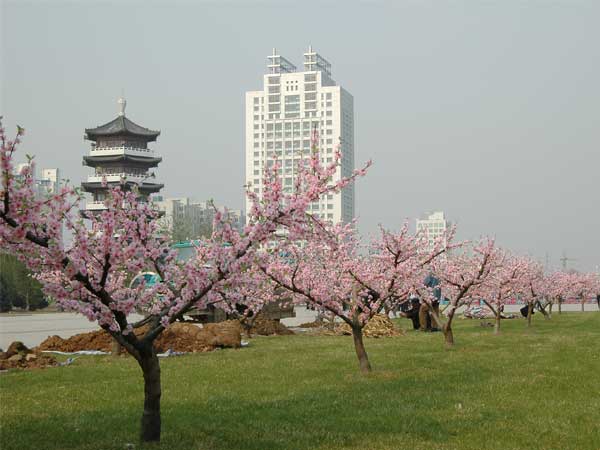 Peach flower tree