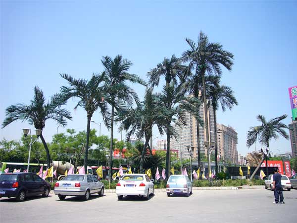 Coconut tree in beijing