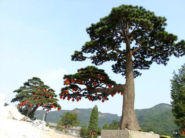 Pine tree in Beijing