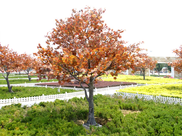 Maple tree in NanJing