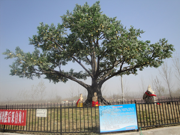 Pear tree in BeiJing