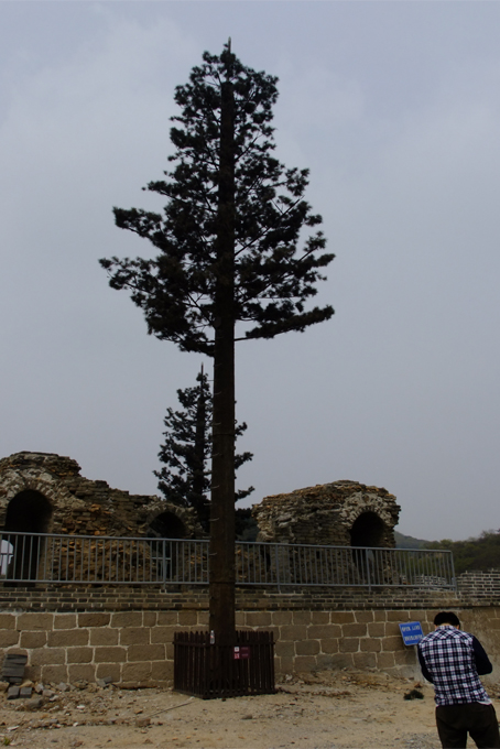 Pine tree with Signal Tower