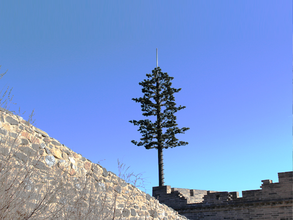 Pine tree in Great wall